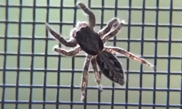 Γυναίκα δέχθηκε επίθεση από δηλητηριώδεις αράχνες και παραμορφώθηκε - Η εικόνα της σοκάρει