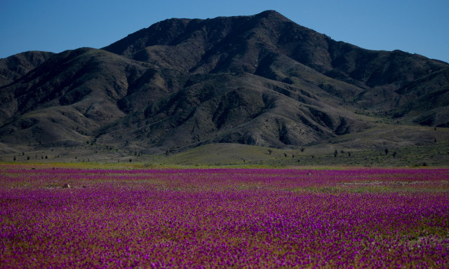 Σπάνιο φαινόμενο: Έρημος στη Χιλή γέμισε λουλούδια