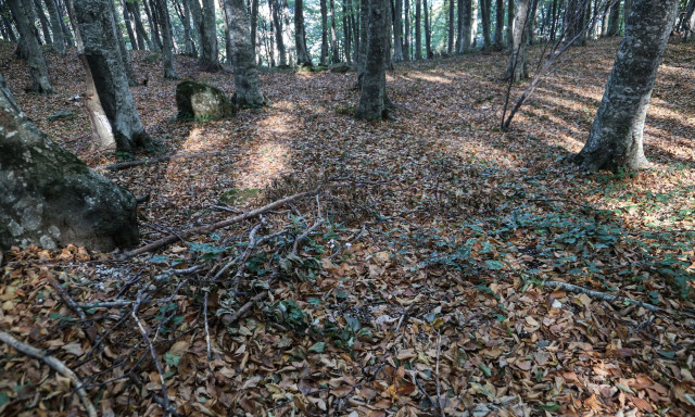 Μονοδένδρι: Διάσωση περιπατητή που είχε χαθεί