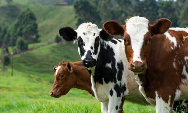 Γιατί οι αγελάδες είναι επικίνδυνες για να ξεκινήσει πανδημία πτηνών - Τι λένε οι ειδικοί