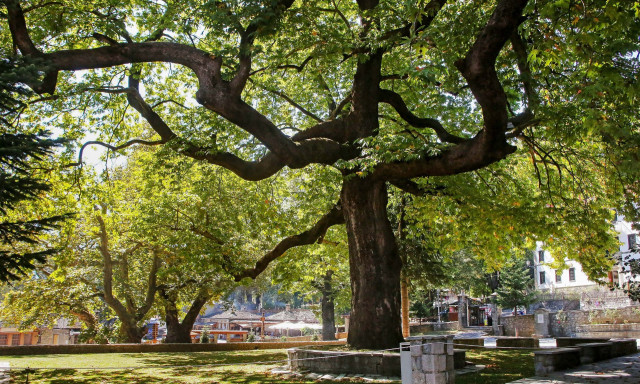 Κατερίνη: Νεκρή 44χρονη - Την καταπλάκωσε κλαδί πλάτανου