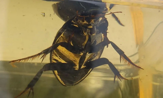 Ανακαλύφθηκε ξανά σκαθάρι του νερού μετά από 86 χρόνια