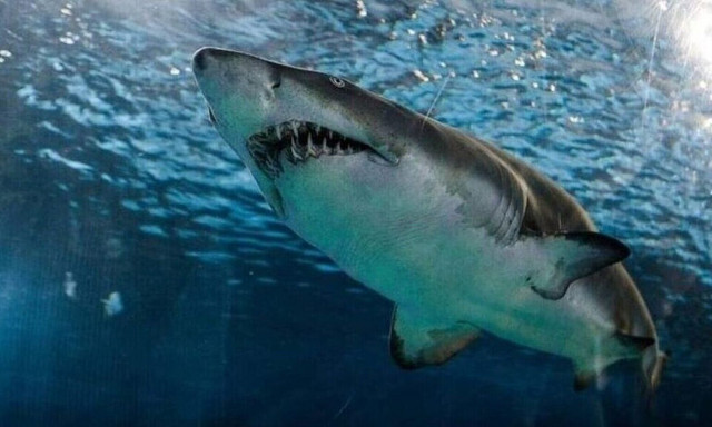 Συναγερμός σε παραλία της Νέας Υόρκης - Drone εντόπισε καρχαρία κοντά στην στεριά