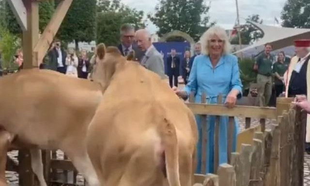 Καμίλα: Αγελάδες... καβάλησαν η μία την άλλη, ενώ τις χάιδευε