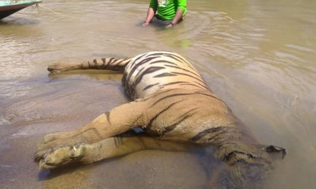 Τίγρεις της Μαλαισίας: Απειλούνται με εξαφάνιση λόγω αυξημένων θανάτων