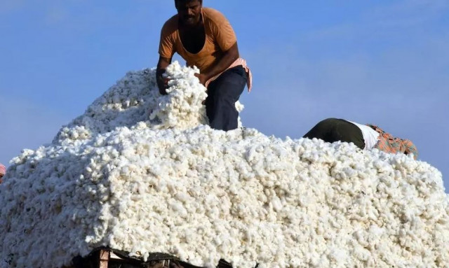 Γιατί πέφτουν οι τιμές στο βαμβάκι - Ο ρόλος της Βραζιλίας και οι φθηνότερες επιλογές