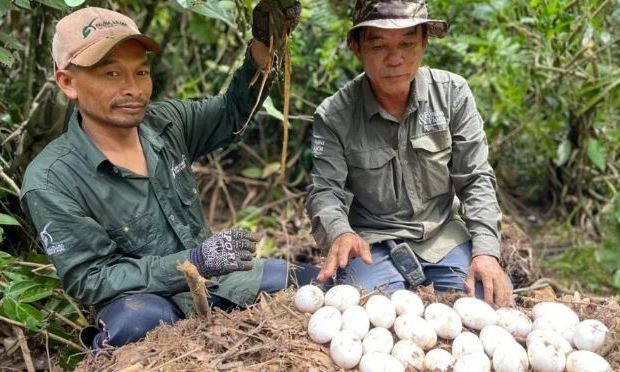 Εξαφανισμένοι κροκόδειλοι «επέστρεψαν» στην Καμπότζη - «Σημάδι ελπίδας» τα 60 μωρά που γεννήθηκαν