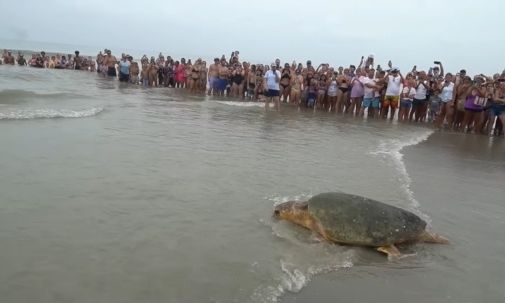 Ο Μπούμπα, μία θαλάσσια χελώνα 170 κιλών, επέστρεψε στον Ατλαντικό Ωκεανό