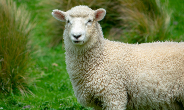 Θεσσαλία: Έκκληση από τον περιφερειάρχη λόγω της πανώλης στα πρόβατα - Φόβοι για νέο κρούσμα