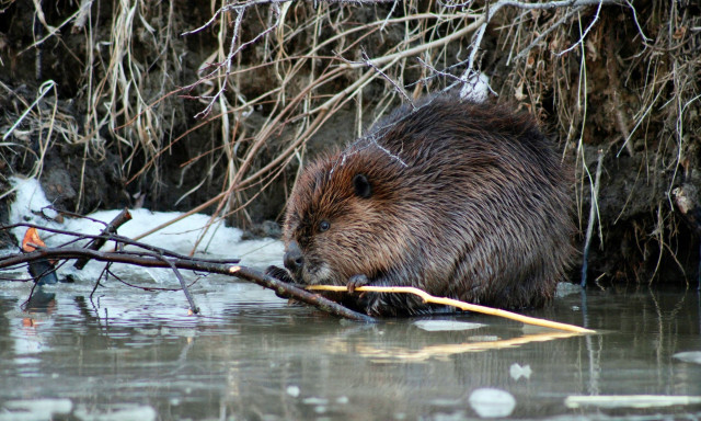 Οι κάστορες επιστρέφουν στην Αγγλία έπειτα από 400 χρόνια