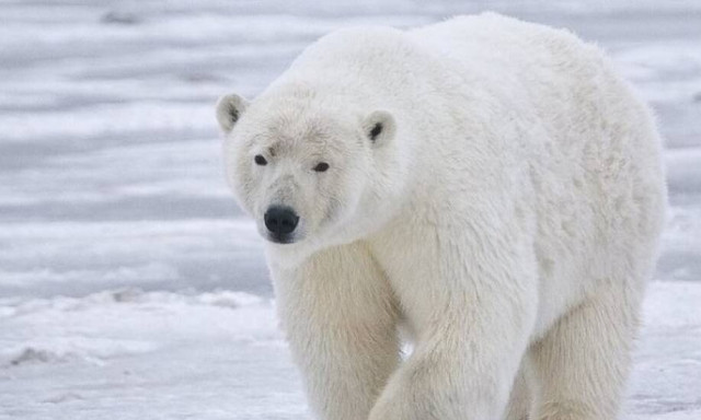 Έρχονται συσκευές που θα κρατούν τους ανθρώπους μακριά από τις πολικές αρκούδες