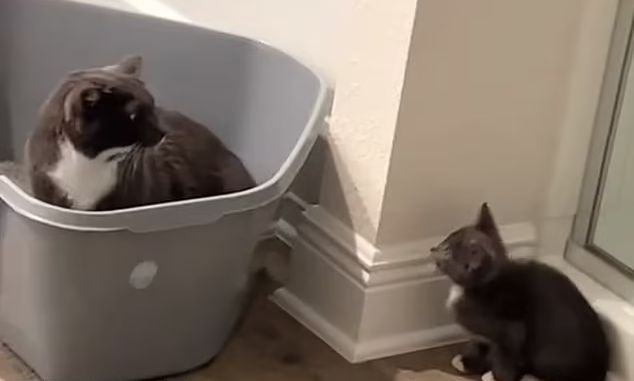 Αξιολάτρευτη αντίδραση: Γάτα «γαβγίζει» στο νεοφερμένο γατάκι