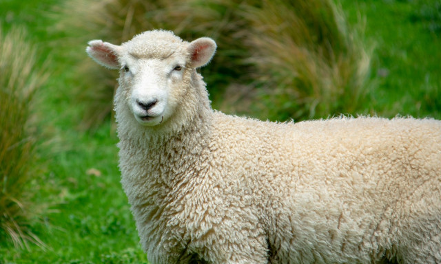 Ανησυχία για τα πολλά κρούσματα πανώλης σε πρόβατα στη Θεσσαλία - Τα μέτρα που έχουν ληφθεί