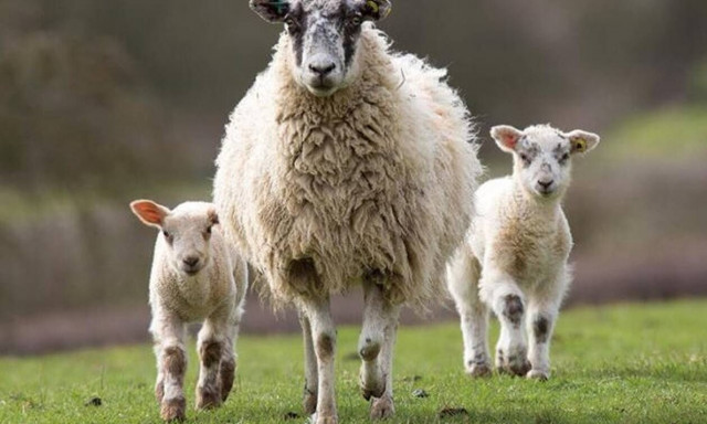 Συναγερμός για την πανώλη σε πρόβατα και κατσίκες: 10 ερωτήσεις και απαντήσεις