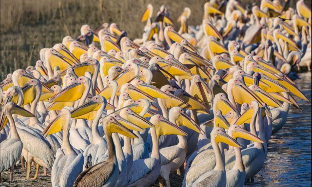 Απίστευτες εικόνες στη λίμνη Κάρλα με φλαμίνγκο, σταχτόχηνες, λευκοτσικνιαδες