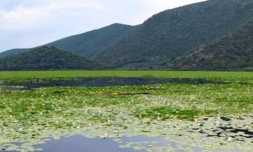 Το έλος Καλοδικίου ή λίμνη με τα νούφαρα κινδυνεύει από τη λειψυδρία