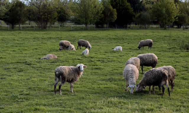 Μαγνησία: Νέα κρούσματα ευλογιάς των αιγοπροβάτων– Οδηγούνται σε θανάτωση 1400 ζώα