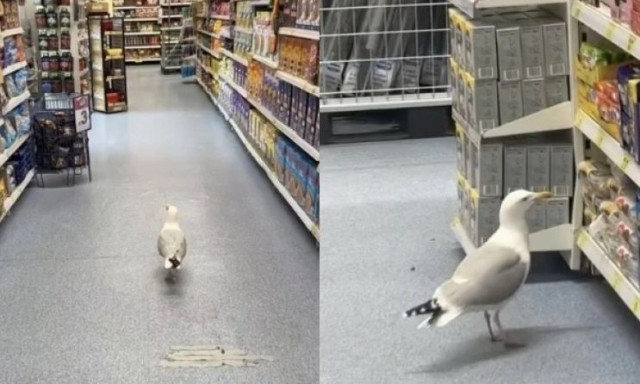 Θρασύς γλάρος έκοβε βόλτες σε διάδρομο σούπερ μάρκετ: Έφυγε όταν πήρε το σνακ της αρεσκείας του