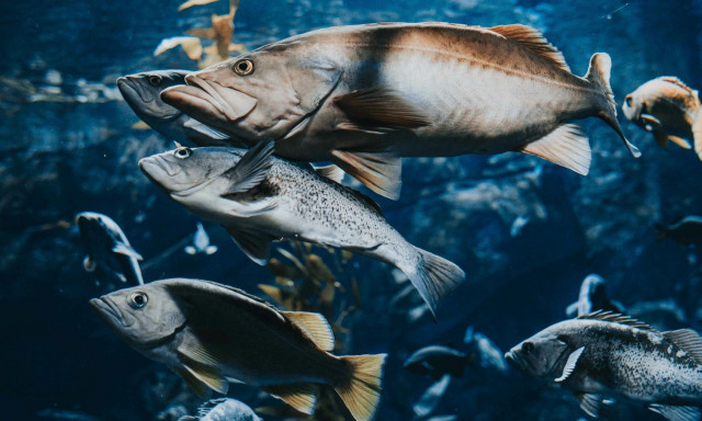 Βόρεια Ιρλανδία: Έως και 5.000 σολομοί «μπορεί να έχουν διαφύγει» από εκτροφείο