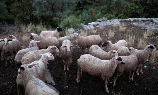 Πανώλη στη Θεσσαλία: Ποιος ευθύνεται για την έξαρση - Οι εισαγωγές από Τουρκία