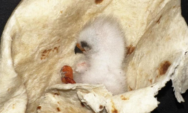 Οικογένεια τύλιξε σε... τορτίγια τραυματισμένο πουλάκι για να το σώσει μέχρι να έρθει βοήθεια