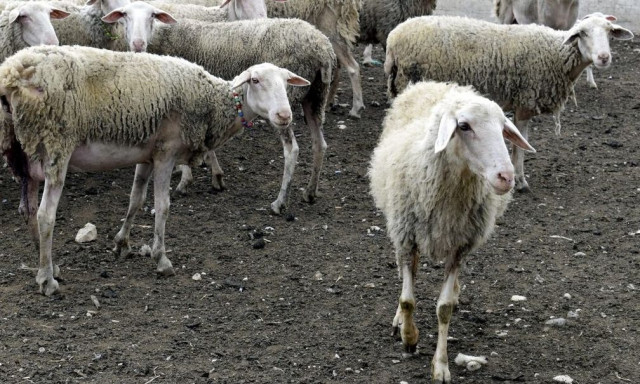 Πανώλη των αιγοπροβάτων: Όλα όσα πρέπει να γνωρίζουν οι Έλληνες παραγωγοί - καταναλωτές