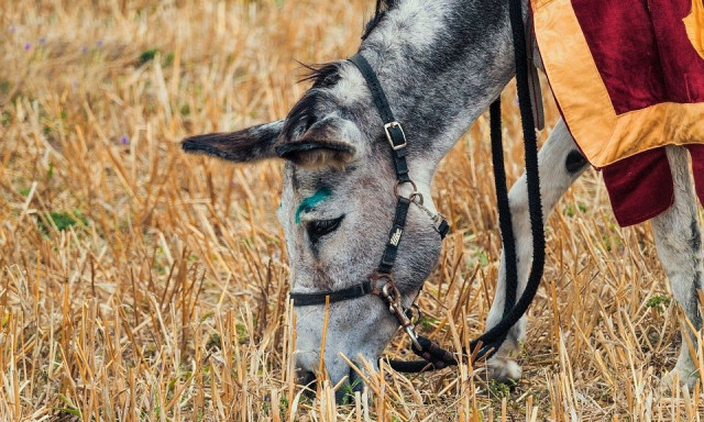 Σκόπελος: 34χρονος είδε τον χάρο με τα μάτια του – Μουλάρι του επιτέθηκε και τον χτύπησε στο κεφάλι