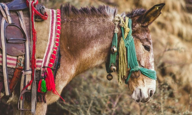 Σκόπελος: Διάσειση έπαθε ένας 34χρονος, όταν δέχτηκε επίθεση από το μουλάρι του