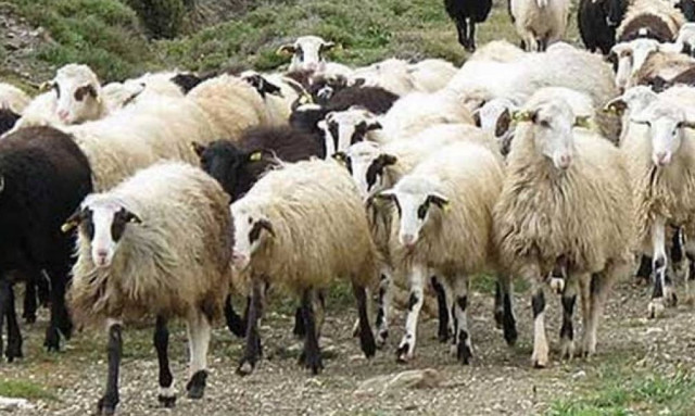 Στη δικαιοσύνη το θέμα της πανώλης των αιγοπροβάτων - Ποιοι φταίνε και από προήλθε η νόσος