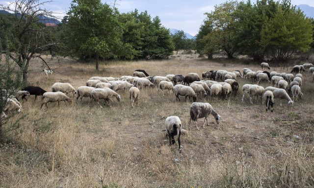 Φρίκη στη Θεσσαλία: Έθαψαν ζωντανά ζώα που νοσούσαν από πανώλη - Έρευνα για ποινικές ευθύνες