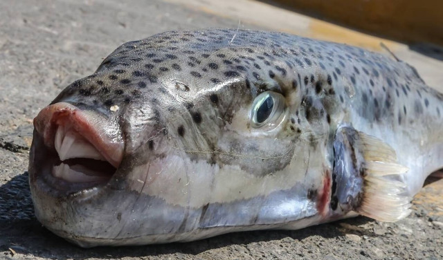 Λαγοκέφαλοι: Το ψάρι που προκαλεί τρόμο στους λουόμενους - Βίντεο με το δάγκωμα σε νησί του Αιγαίου