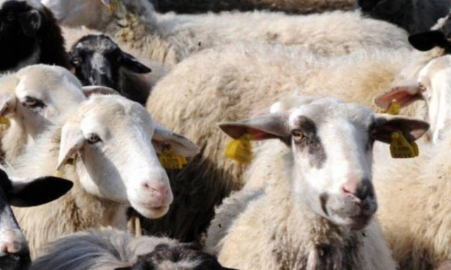 Πανώλη στα αιγοπρόβατα: Δύο νέα κρούσματα σε Λάρισα και Κόρινθο