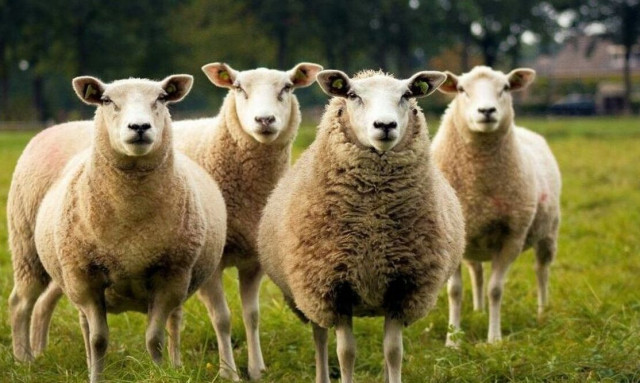 Στο μικροσκόπιο και η Δυτική Ελλάδα μετά τα κρούσματα πανώλης