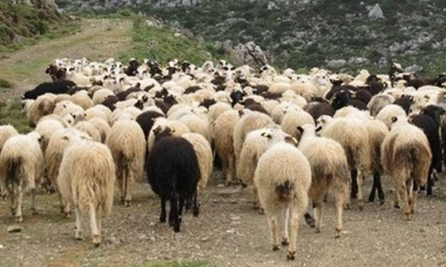 Πανώλη: Θανάτωση όλων των ζώων έπειτα από κρούσμα - Τα έκτακτα μέτρα που αποφασίστηκαν