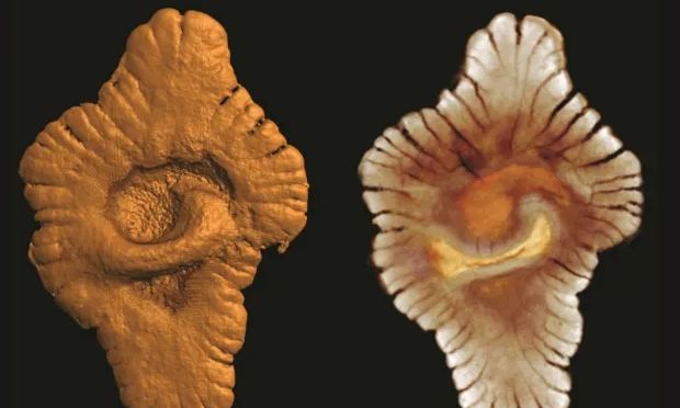 Νέα έρευνα καταρρίπτει τα δεδομένα για τη ζωή στη Γη – Μπορεί να ξεκίνησε πολύ παλαιότερα