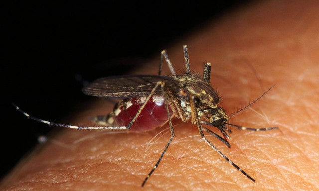 Γιατί τα κουνούπια «προτιμούν» μερικούς ανθρώπους πιο συχνά σε σχέση με άλλους - Οι 3 λόγοι