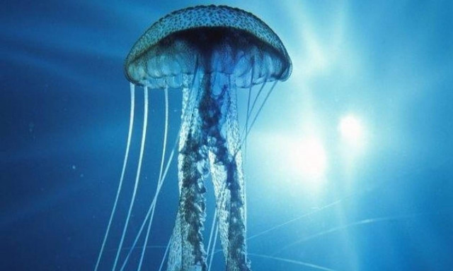 Τι να κάνετε αν σας τσιμπήσει μέδουσα - Πότε επιβάλλεται διακομιδή στο νοσοκομείο