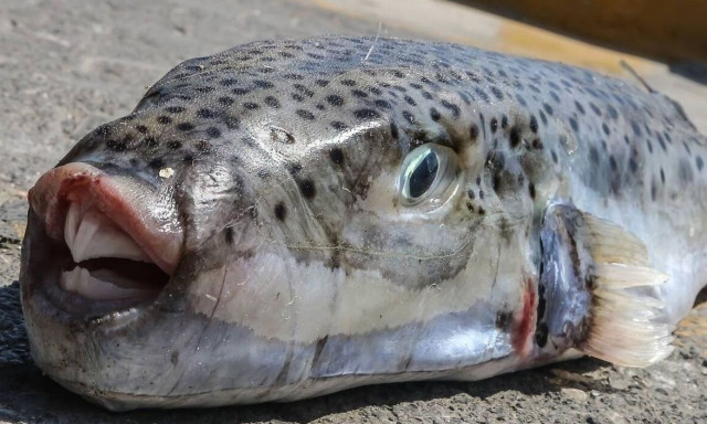 Λαγοκέφαλοι: «Κρούουν» καμπανάκι οι ψαράδες - Προκαλούν μέχρι και ακρωτηριασμό με δάγκωμά τους