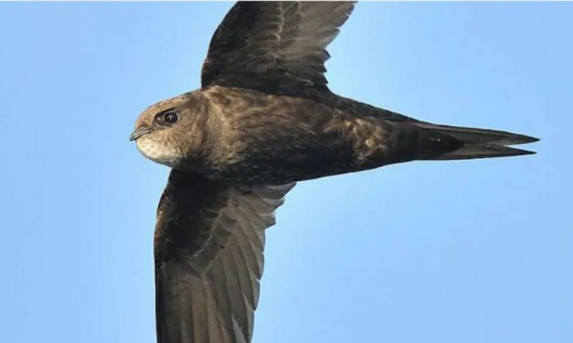 Μία κοινότητα εργάζεται για την προστασία απειλούμενων προς εξαφάνιση πτηνών