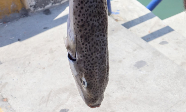 Μεσολόγγι: Έκαναν και εκεί την εμφάνιση τους οι λαγοκέφαλοι - Μεγάλη ανησυχία για τους ψαράδες