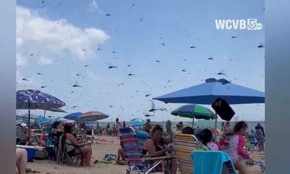 ΗΠΑ: «Βιβλικές» εικόνες - Τεράστιο σμήνος από λιβελούλες εισβάλλει σε παραλία [vid]
