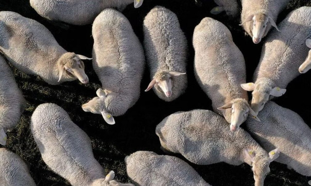 Πανώλη Αιγοπροβάτων: Κρούσματα και στην Κρήτη - Συναγερμός στο νησί