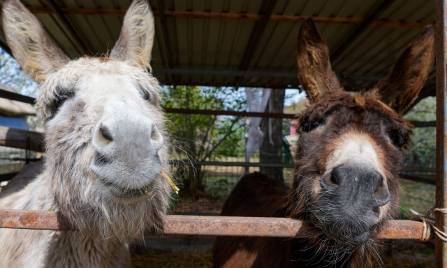 Συναγερμός στην Κένυα: Αυξάνεται ο αριθμός ζώων που πεθαίνουν από πλαστικά απόβλητα