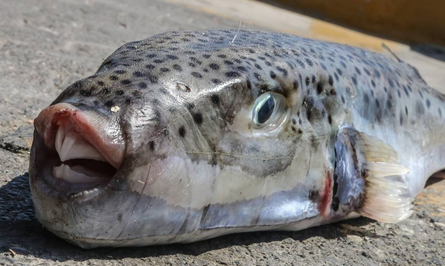 Λαγοκέφαλοι:  Τρόμος στις ελληνικές θάλασσες - Λουόμενος υπεβλήθη σε χειρουργίο μετά από δάγκωμά του