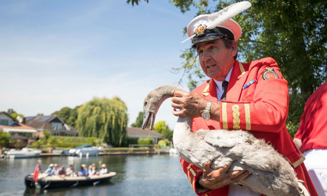 Απογοητευτική η βασιλική απογραφή των κύκνων στον Τάμεση - Μειώθηκαν πολύ τα εντυπωσιακά πτηνά