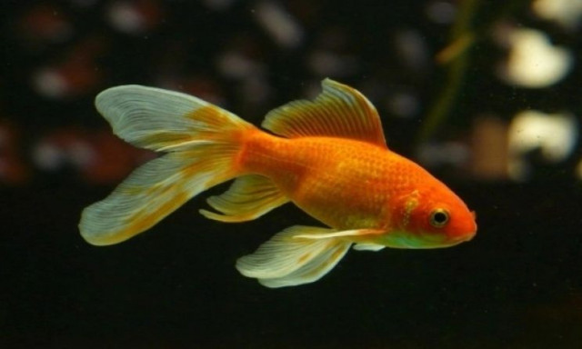Ειδικός παραδέχεται ότι η μνήμη του χρυσόψαρου είναι τελικά μεγαλύτερη από τρία δευτερόλεπτα