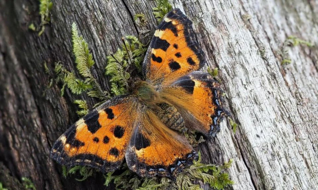 Υπό εξαφάνιση πεταλούδα αναπαράγεται τώρα στην Αγγλία