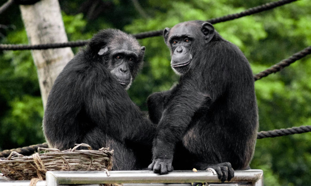 Υπάρχει ο «πλανήτης των πιθήκων»; - Ερευνητές λένε ότι οι χιμπαντζήδες μπορούν... να μιλήσουν