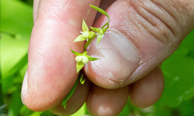 Το σπάνιο λουλούδι που είχε εξαφανιστεί από τον Πρώτο Παγκόσμιο Πόλεμο - Τώρα είναι σύμβολο ελπίδας