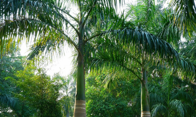 Παγκόσμια ανησυχία: Τα δέντρα του πλανήτη δεν απορρόφησαν CO2 - Οι επιστήμονες δεν ξέρουν το γιατί